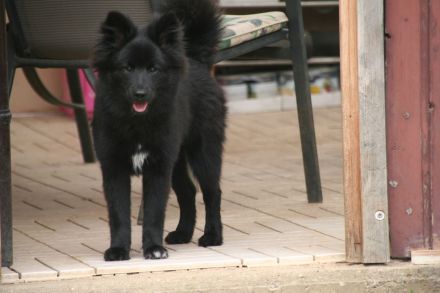 Bezaubernder Großspitz-Bub, 5 Monate