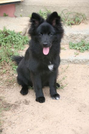 Bezaubernder Großspitz-Bub, 5 Monate