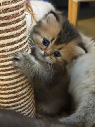 Kitten