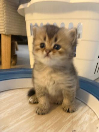 Kitten