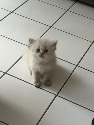 Kitten