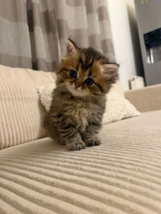 Kitten