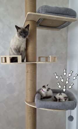1 Siam-Kitten sucht ab Oktober ein liebevolles Zuhause