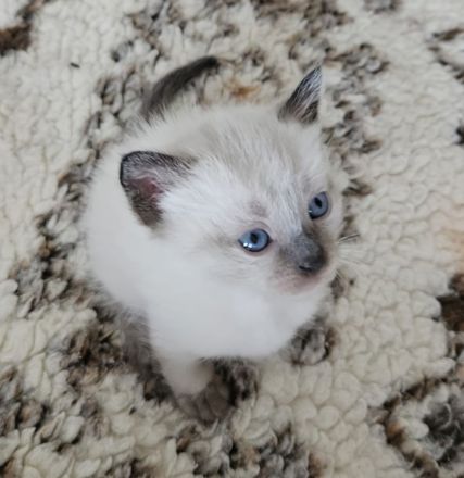 1 Siam-Kitten sucht ab Oktober ein liebevolles Zuhause