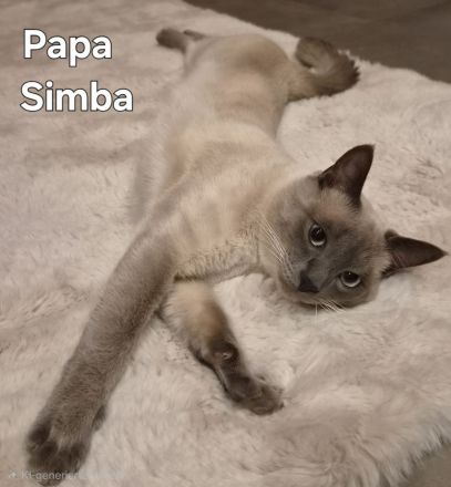 1 Siam-Kitten sucht ab Oktober ein liebevolles Zuhause