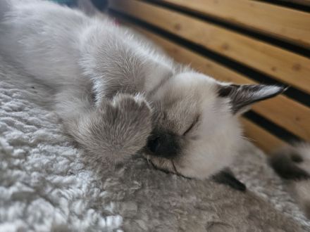 1 Siam-Kitten sucht ab Oktober ein liebevolles Zuhause