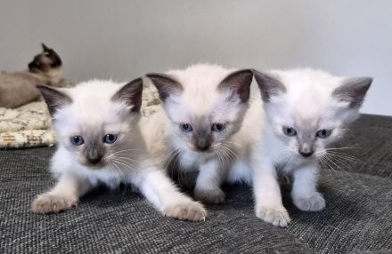 1 Siam-Kitten sucht ab Oktober ein liebevolles Zuhause