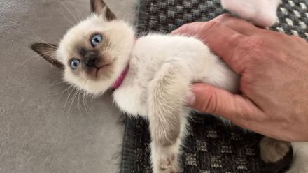 1 Siam-Kitten sucht ab Oktober ein liebevolles Zuhause