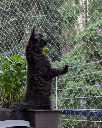 Türkisch Angora Kater in Schoko-Tabby (3,5 Monate) – Sehr Menschenbezogen & verspielt