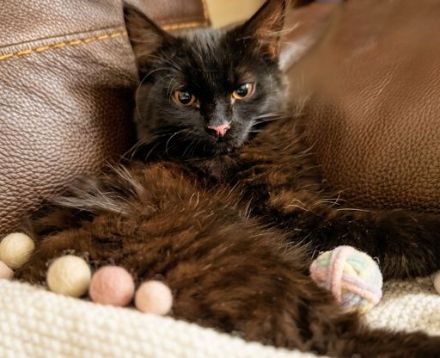 Türkisch Angora Kater in Schoko-Tabby (3,5 Monate) – Sehr Menschenbezogen & verspielt