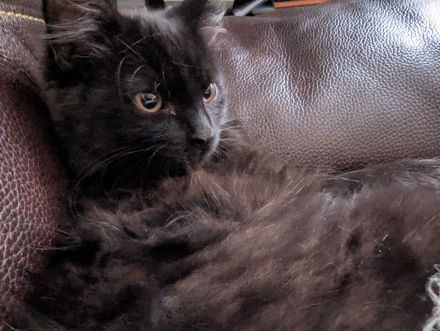 Türkisch Angora Kater in Schoko-Tabby (3,5 Monate) – Sehr Menschenbezogen & verspielt