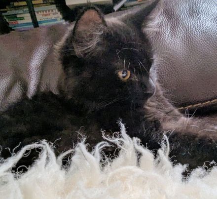 Türkisch Angora Kater in Schoko-Tabby (3,5 Monate) – Sehr Menschenbezogen & verspielt