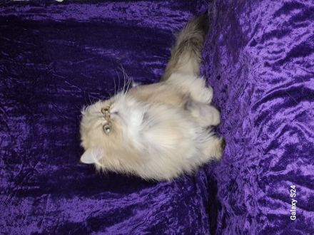 Perserdame sucht neues zu Hause