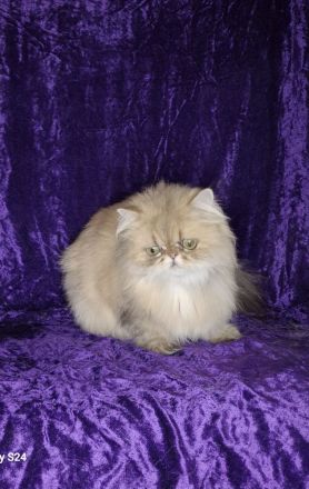 Perserdame sucht neues zu Hause