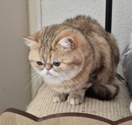 Kurzhaarperserdame sucht ein neues zu Hause