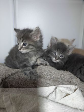 Norwegische Waldkatzen Kitten