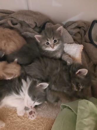 Norwegische Waldkatzen Kitten