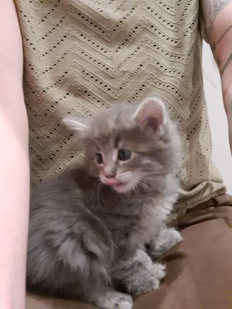 Norwegische Waldkatzen Kitten