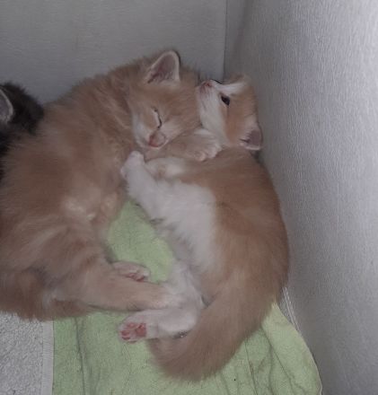 Norwegische Waldkatzen Kitten