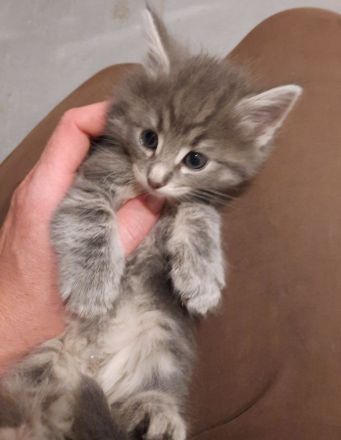 Norwegische Waldkatzen Kitten