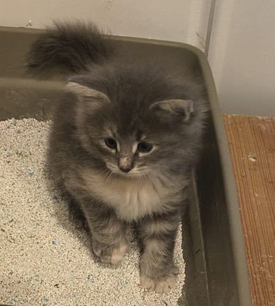 Norwegische Waldkatzen Kitten