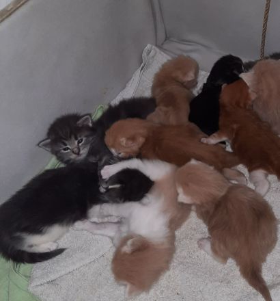 Norwegische Waldkatzen Kitten
