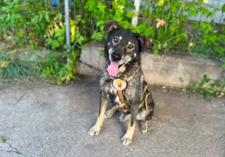 Charly sucht seine Herzensmenschen