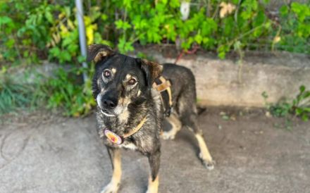 Charly sucht seine Herzensmenschen
