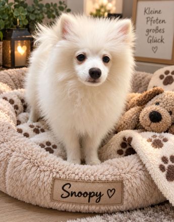 Japan Spitz - Pomsky Designer-Hunde kleine Glücklichmacher suchen ihr Zuhause