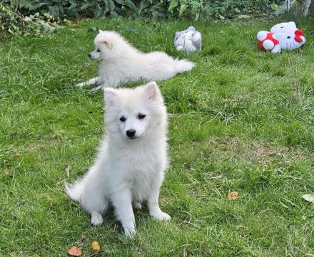 Japan Spitz - Pomsky Designer-Hunde kleine Glücklichmacher suchen ihr Zuhause