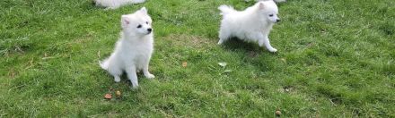 Japan Spitz - Pomsky Designer-Hunde kleine Glücklichmacher suchen ihr Zuhause