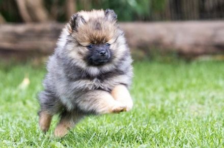 Kleinspitz-Hündin Dori – Orange Sable – VDH/FCI-Zucht