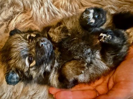 Kleinspitz-Welpen grau gewolkt aus VDH-Zucht 🐾