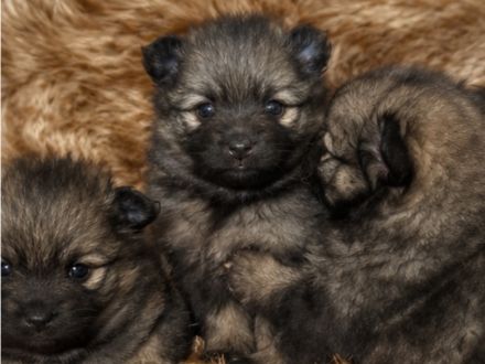 Kleinspitz-Welpen grau gewolkt aus VDH-Zucht 🐾