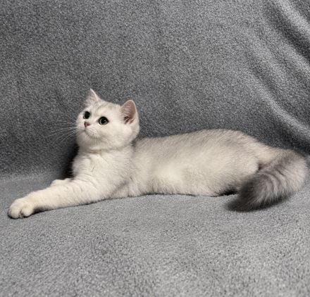 BKH Kitten