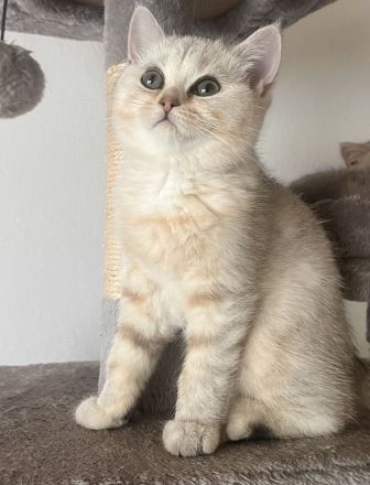 BKH Kitten