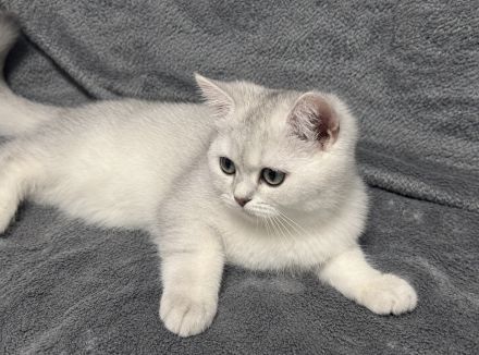 BKH Kitten
