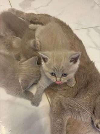 🐾 Reinrassiges BKH-Katzenbaby – Silver Tabby mit traumhaft blauen Augen 🐾