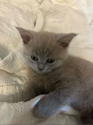 🐾 Reinrassiges BKH-Katzenbaby – Silver Tabby mit traumhaft blauen Augen 🐾