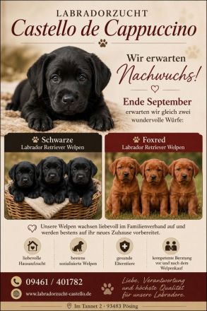 Labrador Welpen
