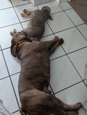 Balou & Bob suchen gemeinsam ihr neues Für-immer-Zuhause
