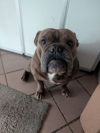 Balou & Bob suchen gemeinsam ihr neues Für-immer-Zuhause