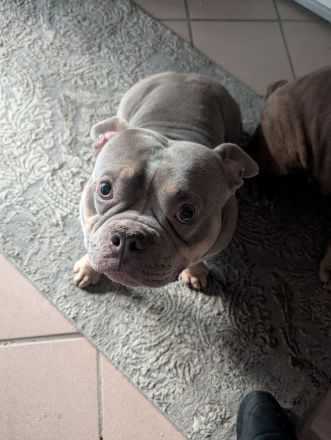 Balou & Bob suchen gemeinsam ihr neues Für-immer-Zuhause