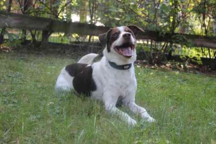 Bueno, Kleiner Münsterländer-Aussie-Mix, geb. 2024, su. sportl. aktive Menschen, die ihn auslasten k