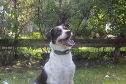 Bueno, Kleiner Münsterländer-Aussie-Mix, geb. 2024, su. sportl. aktive Menschen, die ihn auslasten k