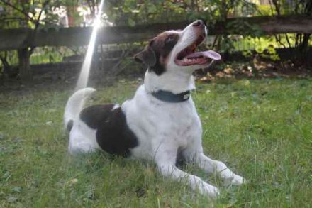Bueno, Kleiner Münsterländer-Aussie-Mix, geb. 2024, su. sportl. aktive Menschen, die ihn auslasten k