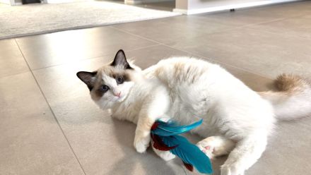 Traumhaftes Ragdoll- Kitten mit Stammbaum (Blue Bicolor & Seal Bicolor)