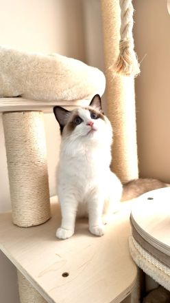 Traumhaftes Ragdoll- Kitten mit Stammbaum (Blue Bicolor & Seal Bicolor)
