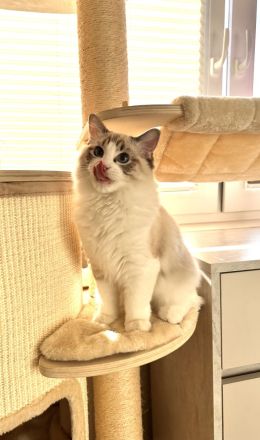 Traumhaftes Ragdoll- Kitten mit Stammbaum (Blue Bicolor & Seal Bicolor)