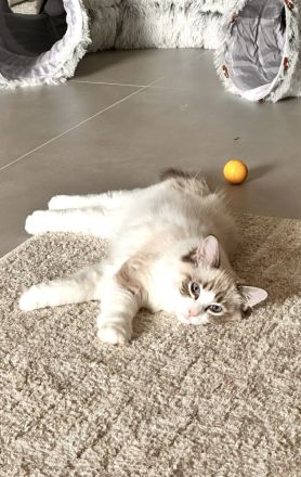 Traumhaftes Ragdoll- Kitten mit Stammbaum (Blue Bicolor & Seal Bicolor)